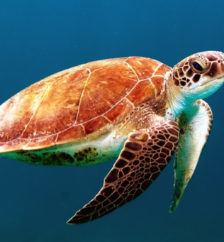 Sea turtle swimming in blue water