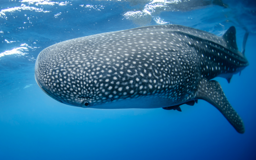 Gray whale swimming in blue waters
