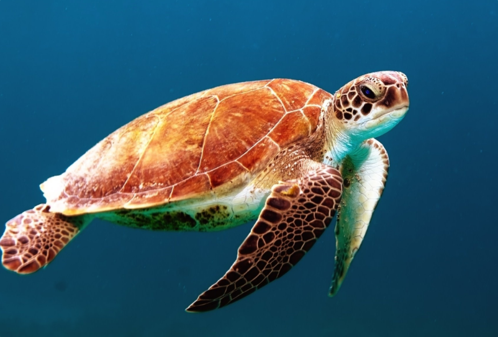 Sea turtle swimming in blue water