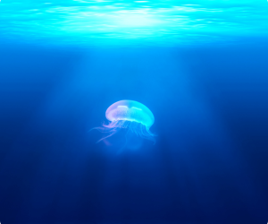 A jellyfish swimming in blue water with light streaming in