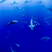 Sharks swimming in very blue water