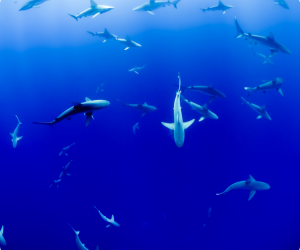 Sharks swimming in very blue water