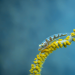 a sea horse is swimming in the water