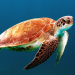 Sea turtle swimming in blue water