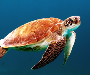 Sea turtle swimming in blue water Sea turtle swimming in blue water